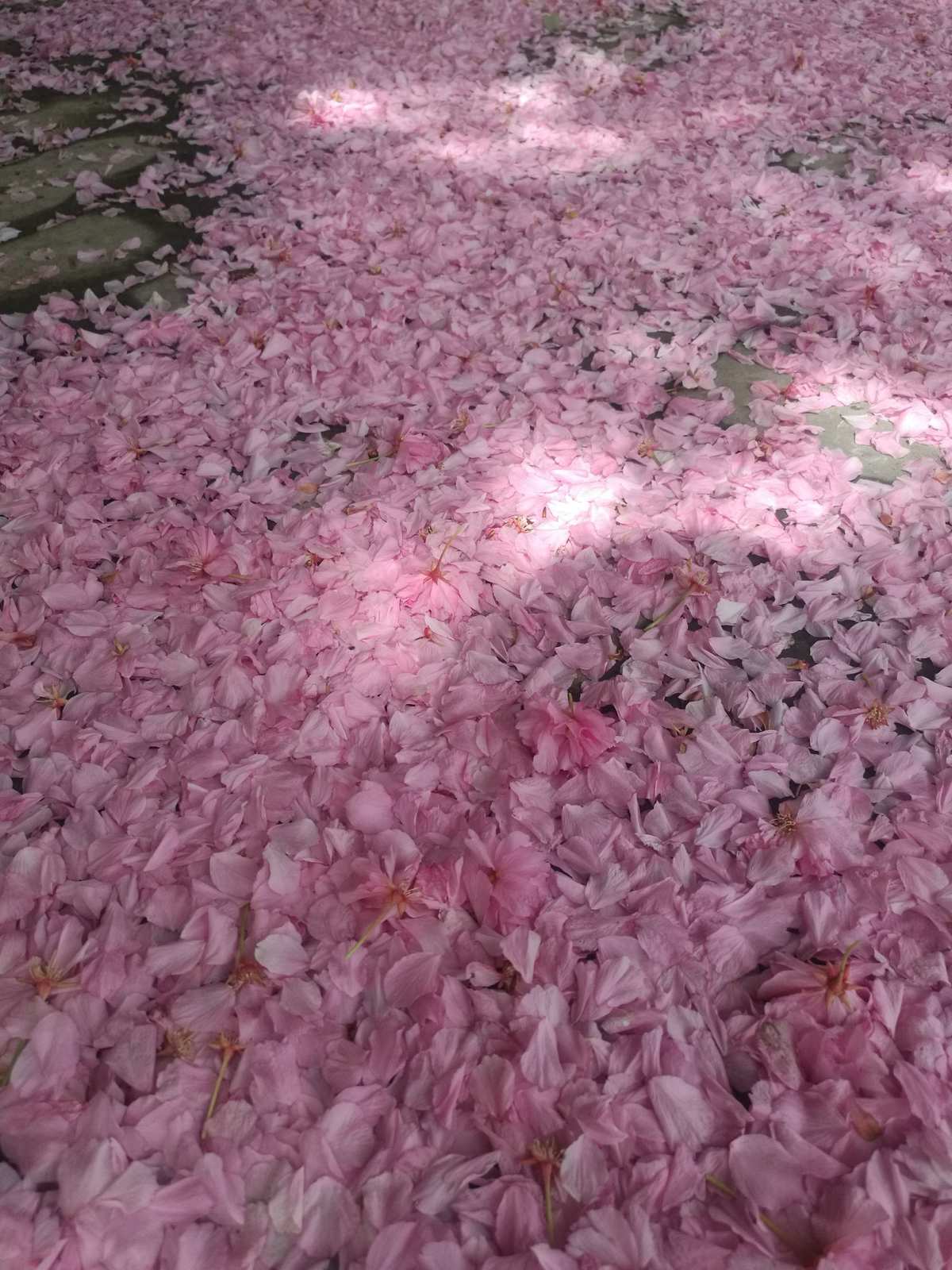 落樱散华抄_落樱散华抄礼物攻略_落樱散华抄2