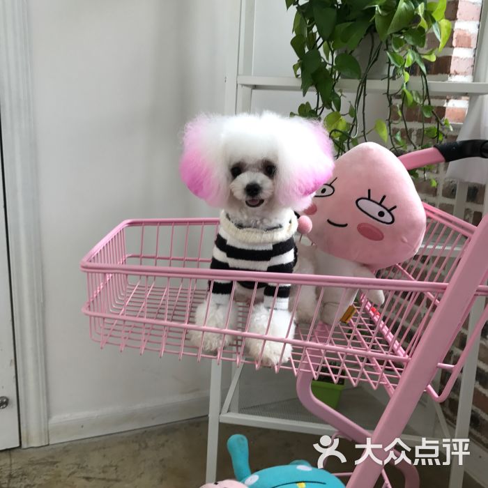 梅州市梅县区宠物店_梅州市宠物店_百姓网梅州宠物店
