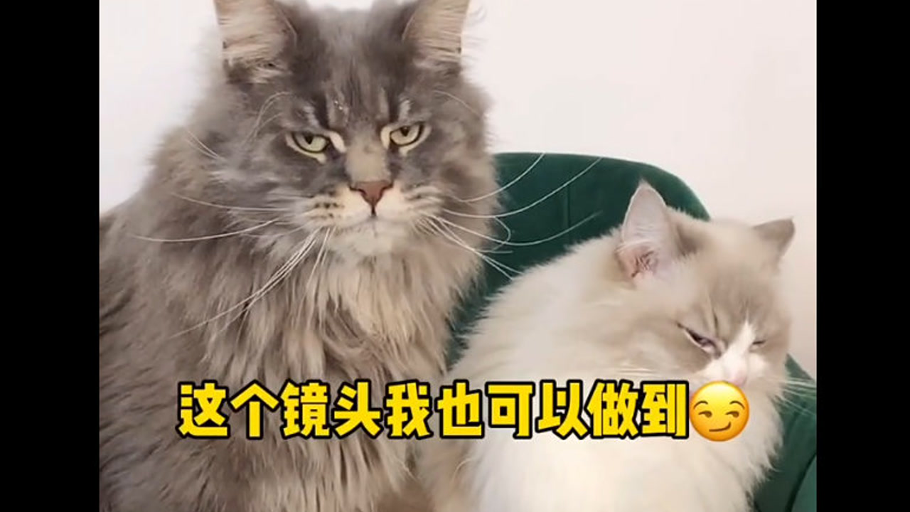 学舌猫游戏_有个游戏是一只猫学说话_学猫游戏解说