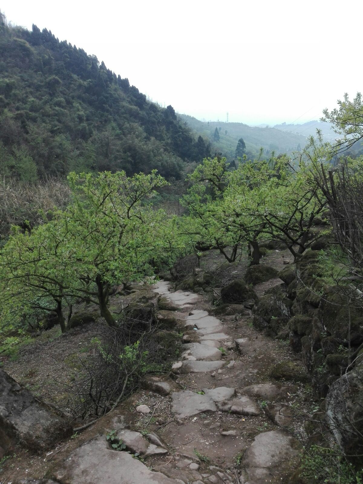 匝_水色匝_小榄水色匝图片