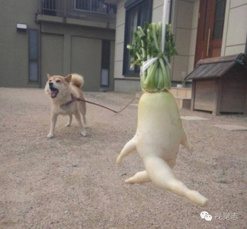 猫笑话段子_猫扑笑话app下载_猫扑笑话