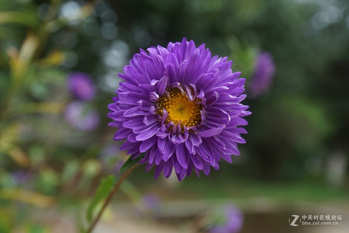 花藤图片手绘图片简笔画_花藤图片_花藤图片手绘简约框架