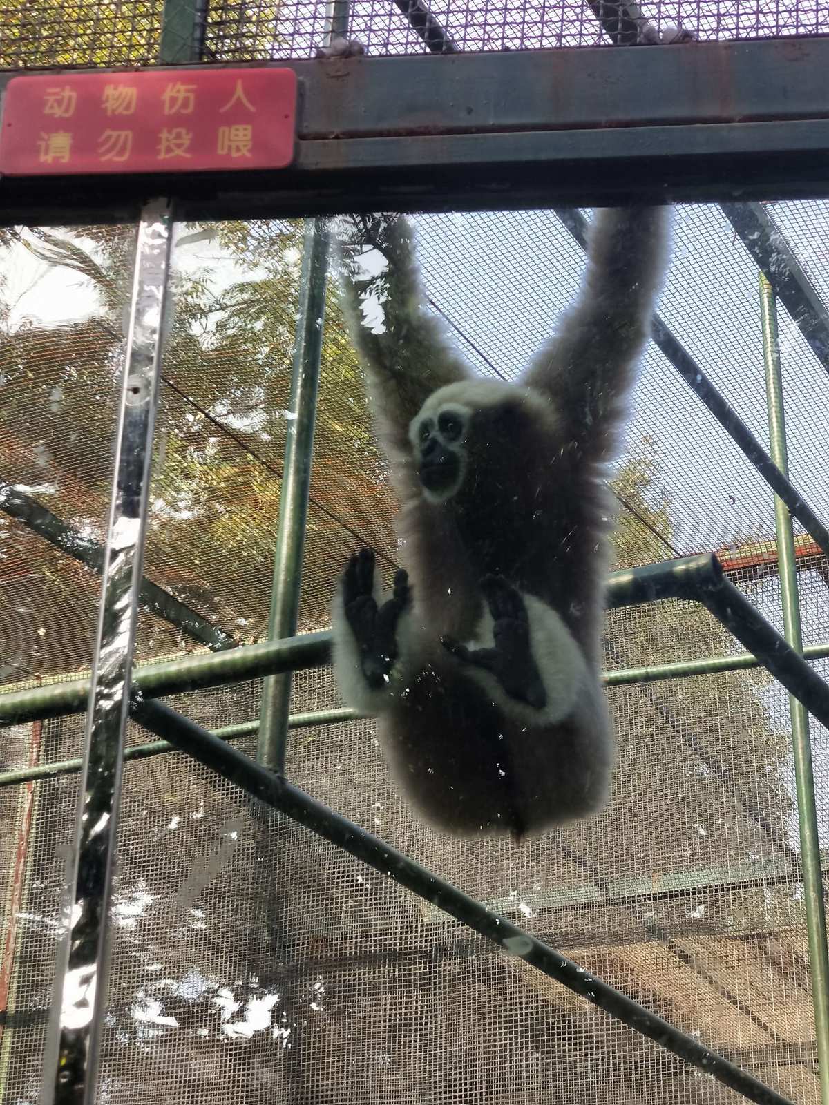 手指游戏猴子荡秋千的视频_幼儿手指操猴子荡秋千_五只猴子荡秋千手指游戏