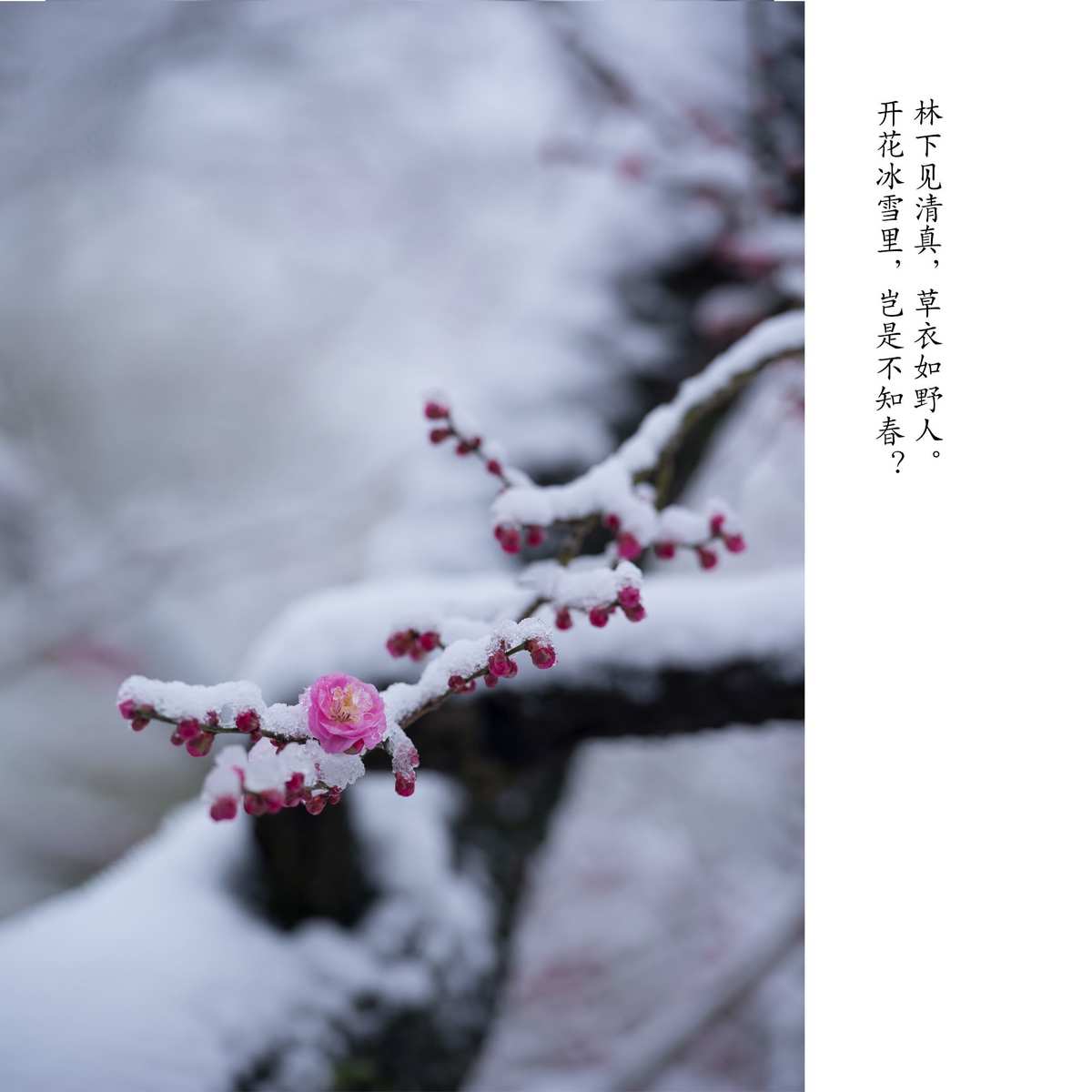 梅山梅雪争春古诗_穴山梅雪_梅花山的雪