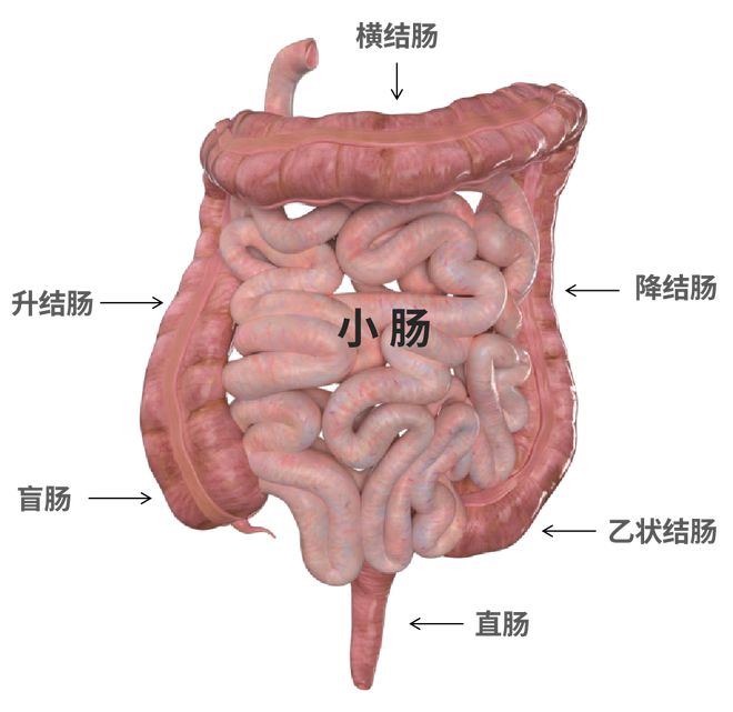 九转大肠原视频_讨论组转群后原讨论组_脆皮大肠做法视频教程