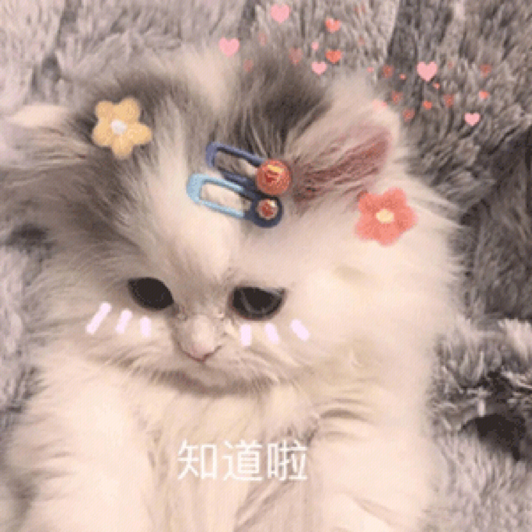 猫表情包最近很火_很火的猫表情包gif_很火的猫猫表情包叫什么