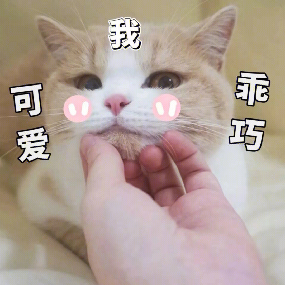 猫表情包最近很火_很火的猫猫表情包叫什么_很火的猫表情包gif