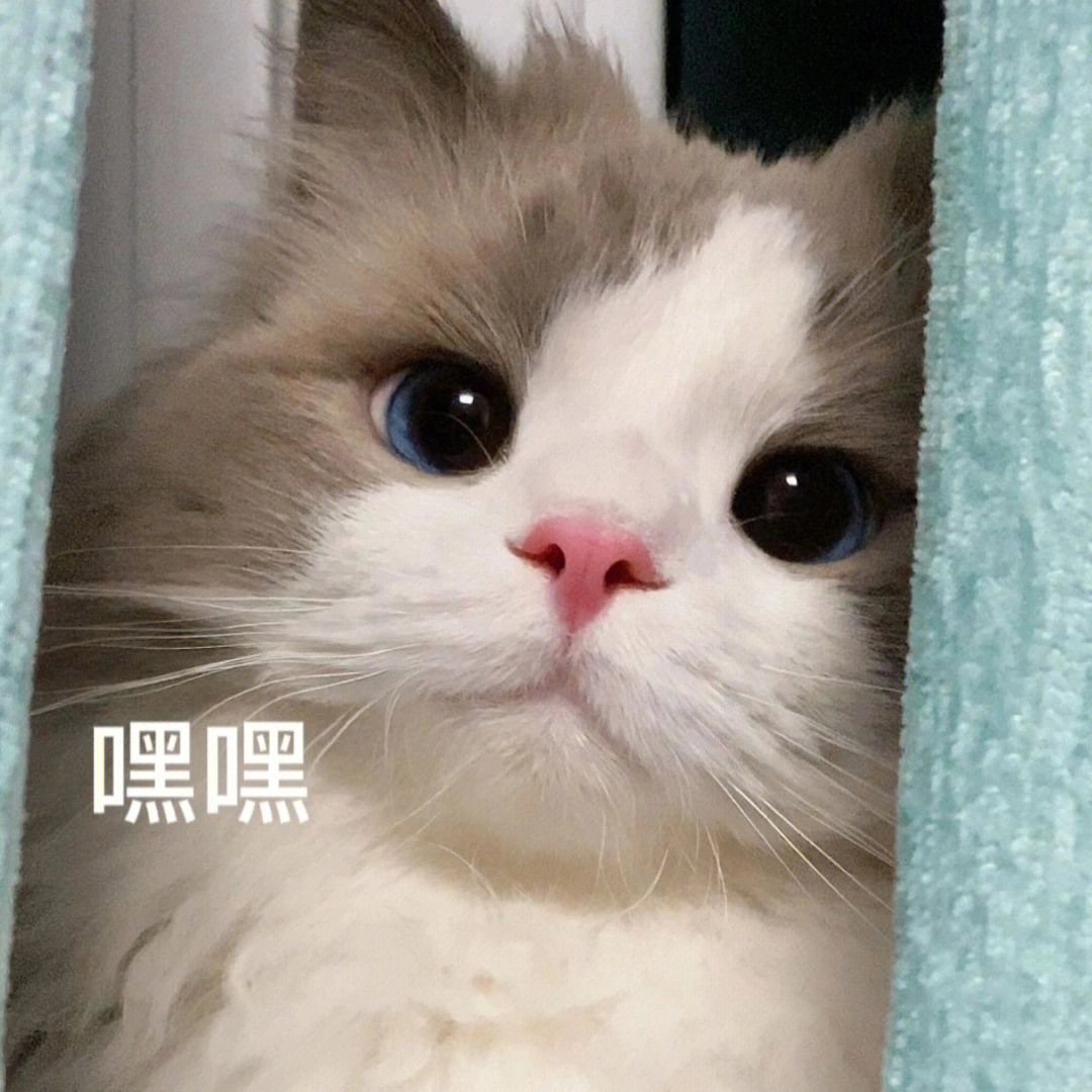 很火的猫猫表情包叫什么_猫表情包最近很火_很火的猫表情包gif