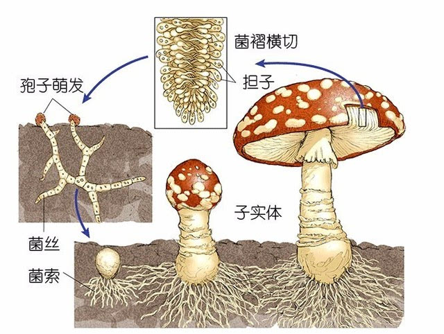 孢子好看的模型_模拟孢子散落实验原理_模拟孢子