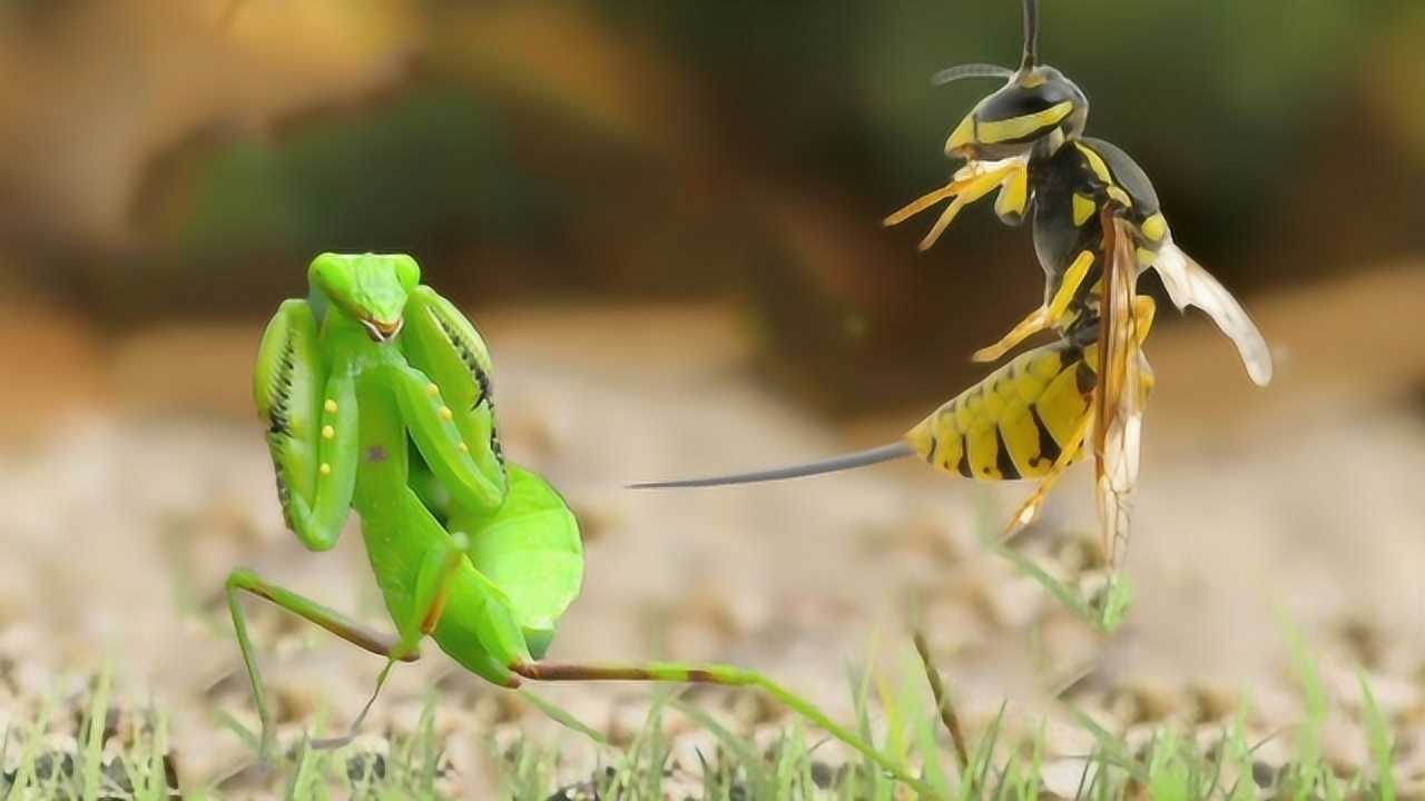 虫虫大战小游戏_虫虫大战_播放大战虫虫的表情