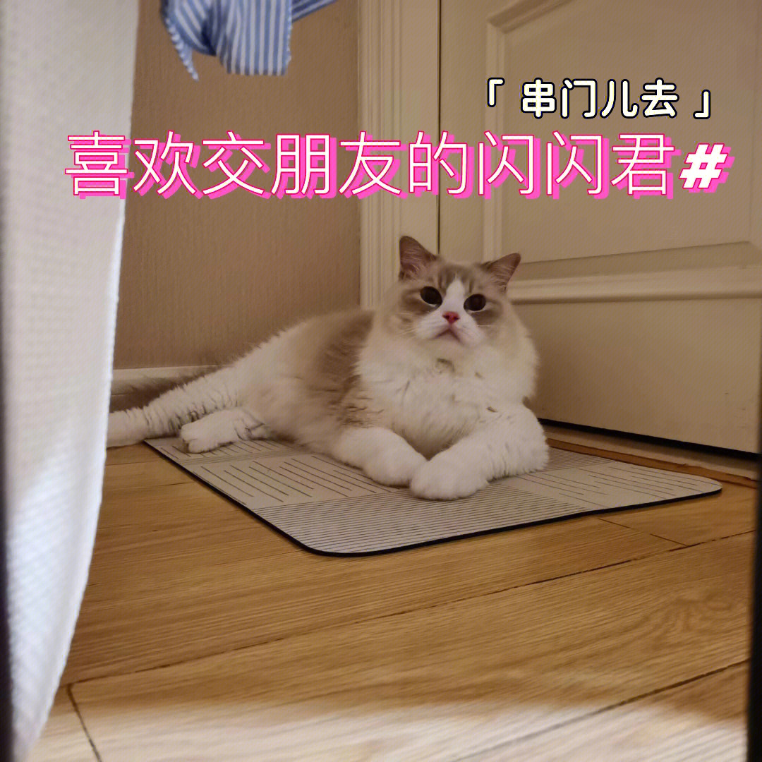 猫猫社