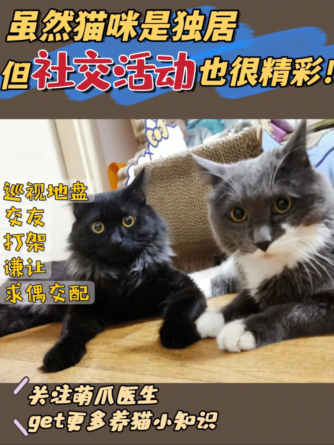 猫猫社