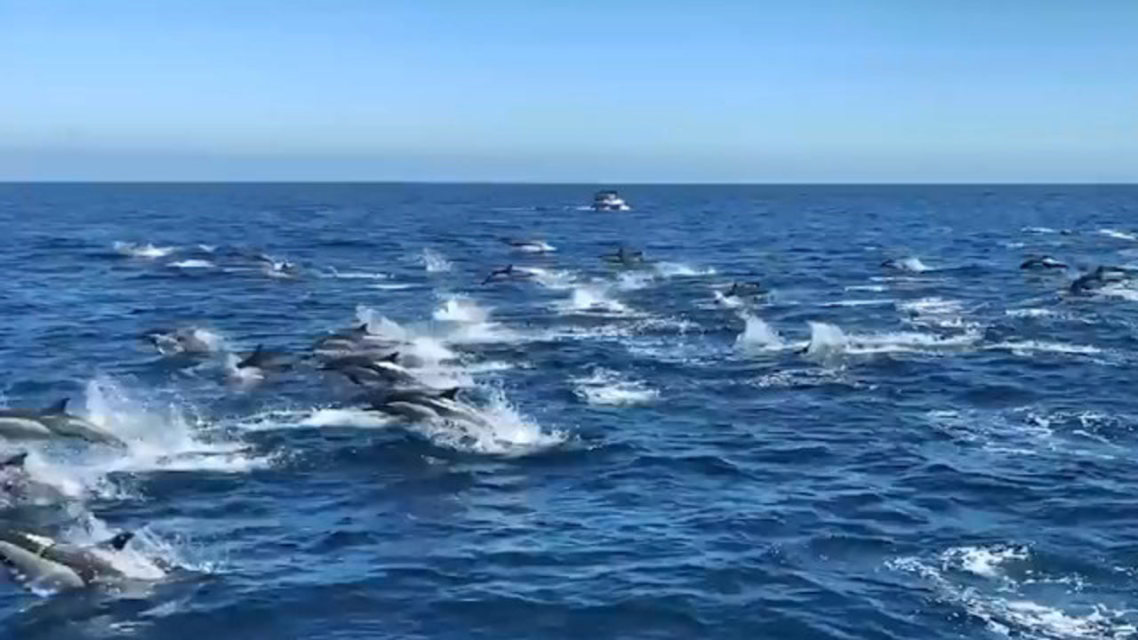小海豚_海豚小电瓶在哪里_海豚小秀秀个人简介
