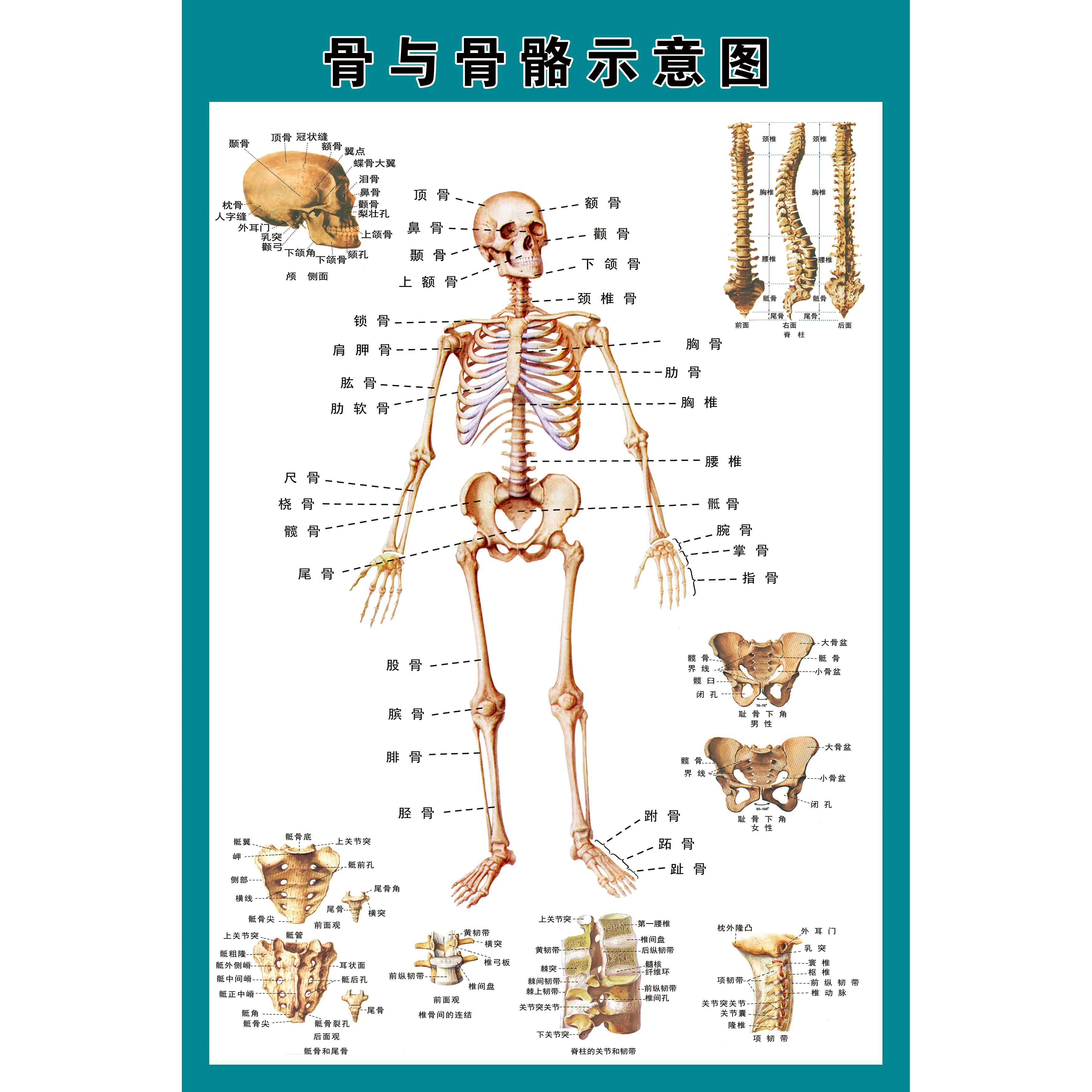 男生有207根骨头_男人骨头多少根_男人为什么有207根骨头