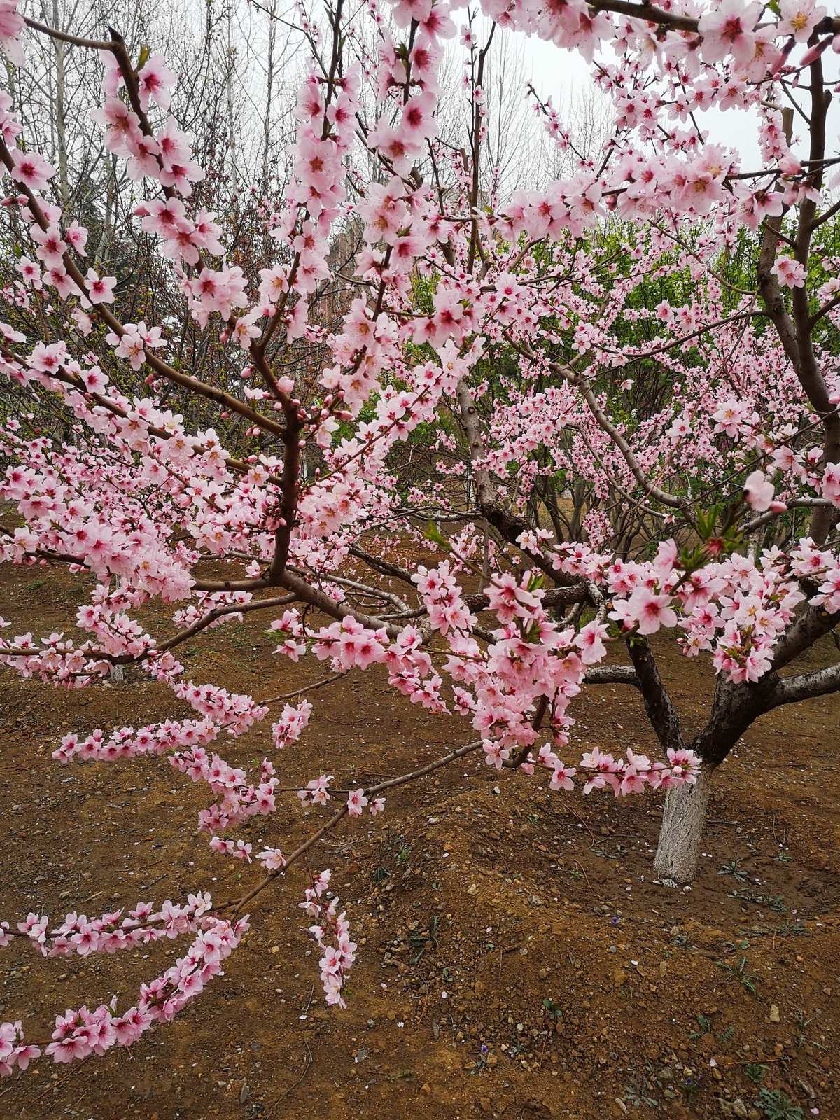 桃花仙子下凡_桃花仙子指的是_桃花仙子