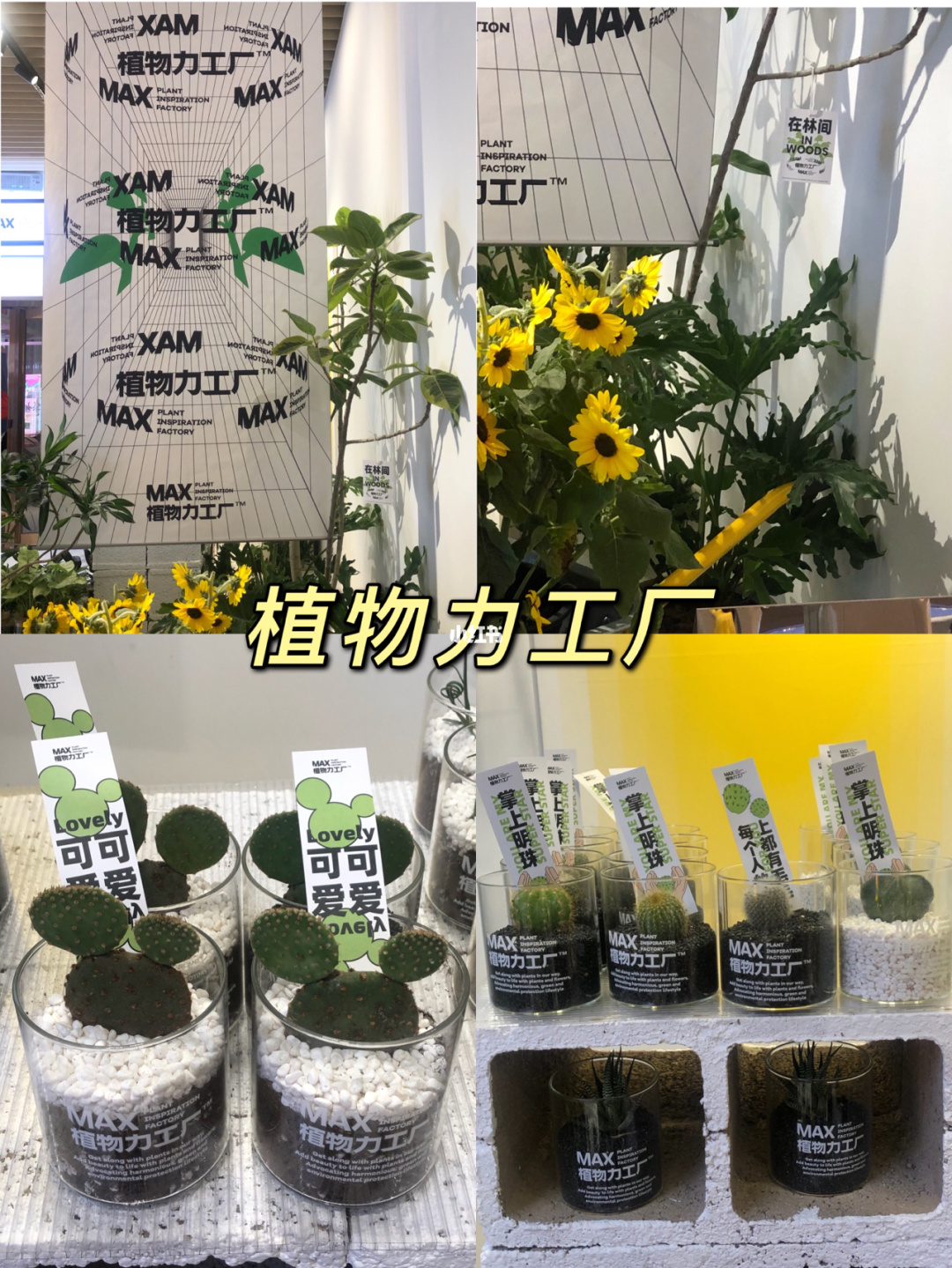 植物大战僵尸金坷垃_僵尸大战植物金坷垃中文版_僵尸大战植物金坷垃怎么打