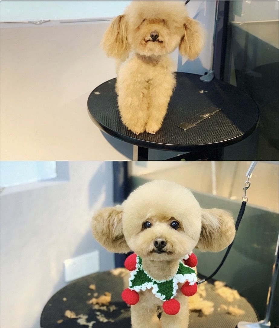 小佩宠物_小佩宠物_小佩宠物