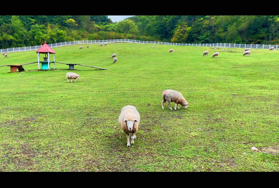 疯狂牧场_疯狂牧场安卓版中文版_疯狂牧场游戏