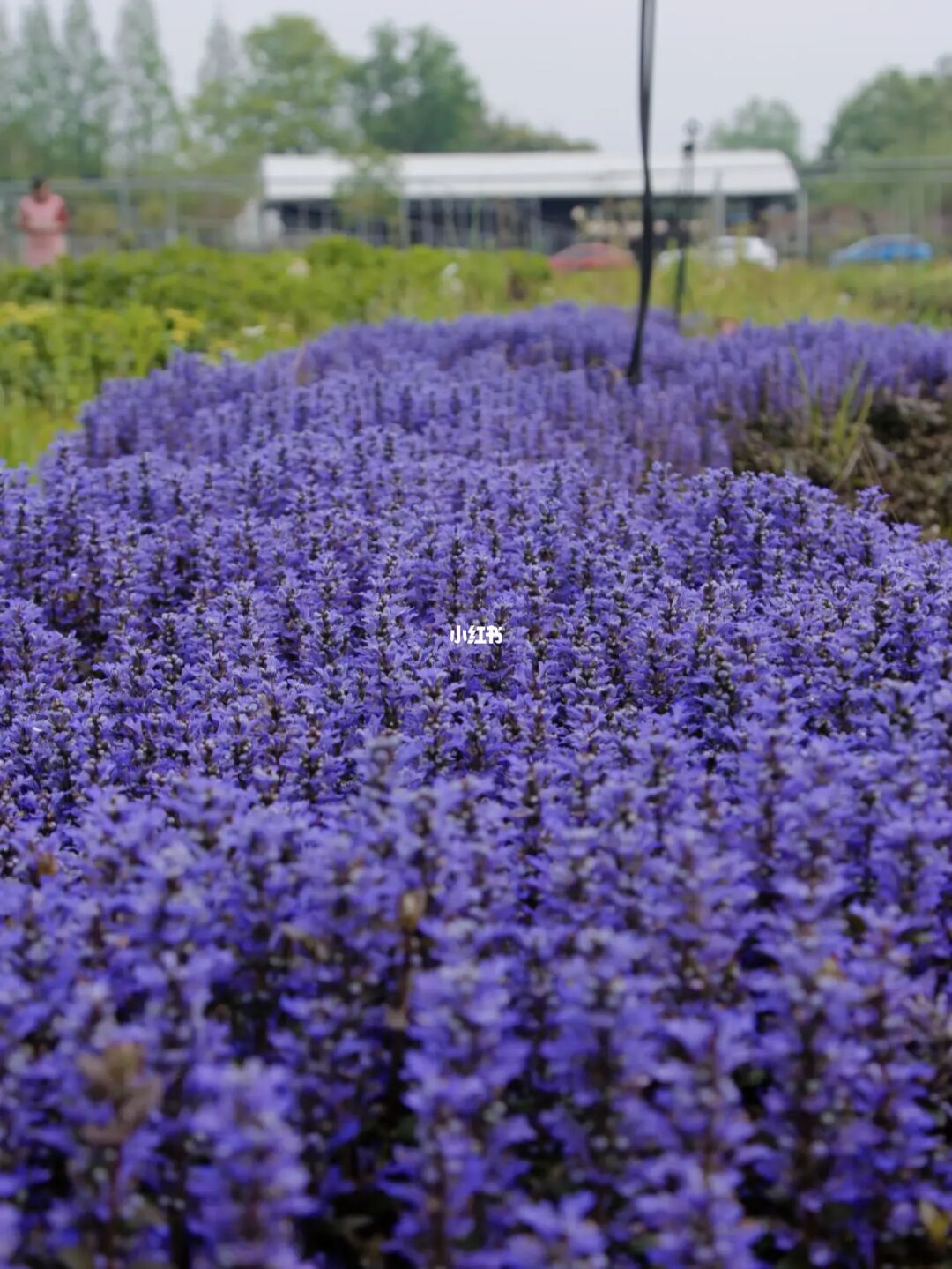 薰衣草实验研究隐藏入口_薰衣草实验研究隐藏入口_薰衣草实验研究隐藏入口