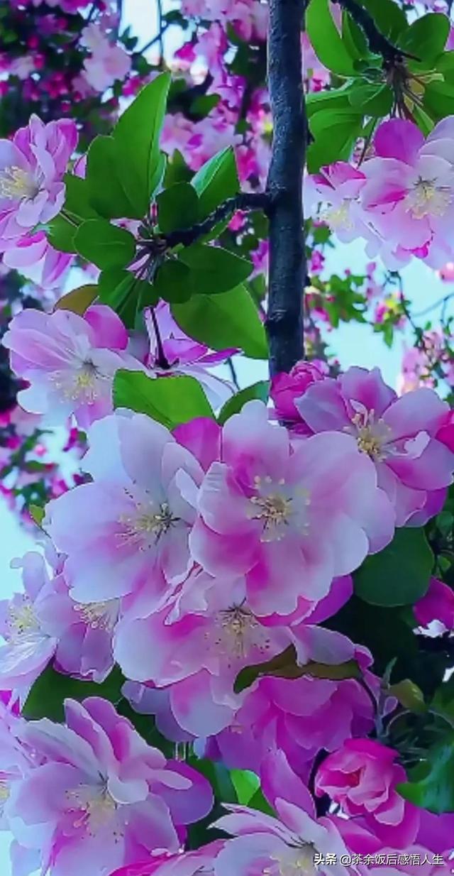 飘花的翡翠属于什么种_飘花镯子颜色深好不好_飘花