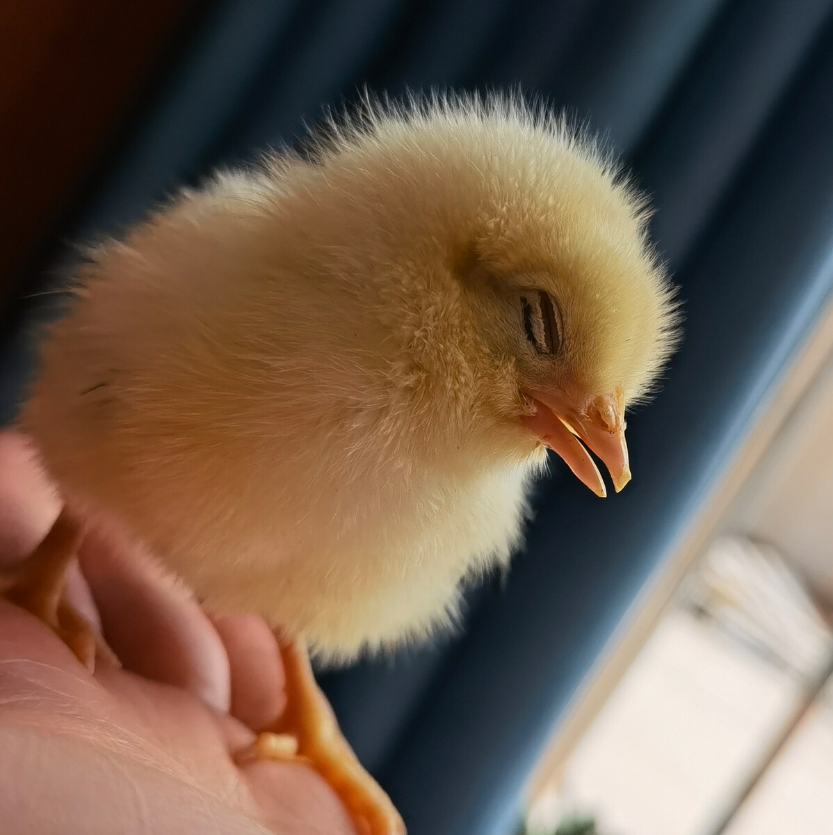 小鸡怎么睡觉_小鸡睡觉带饲料是什么意思_小鸡睡觉一般睡多久