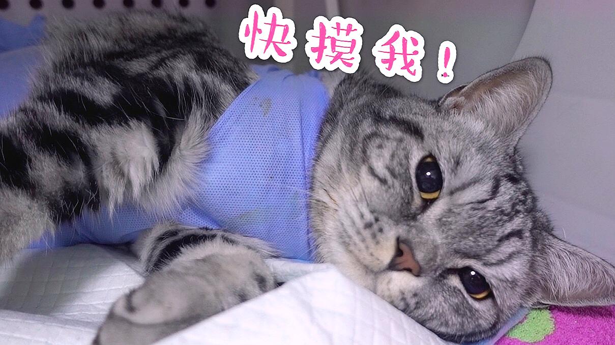 猫世界比赛_记录世界记录你快猫官网_猫咪世界记录你的生活官网