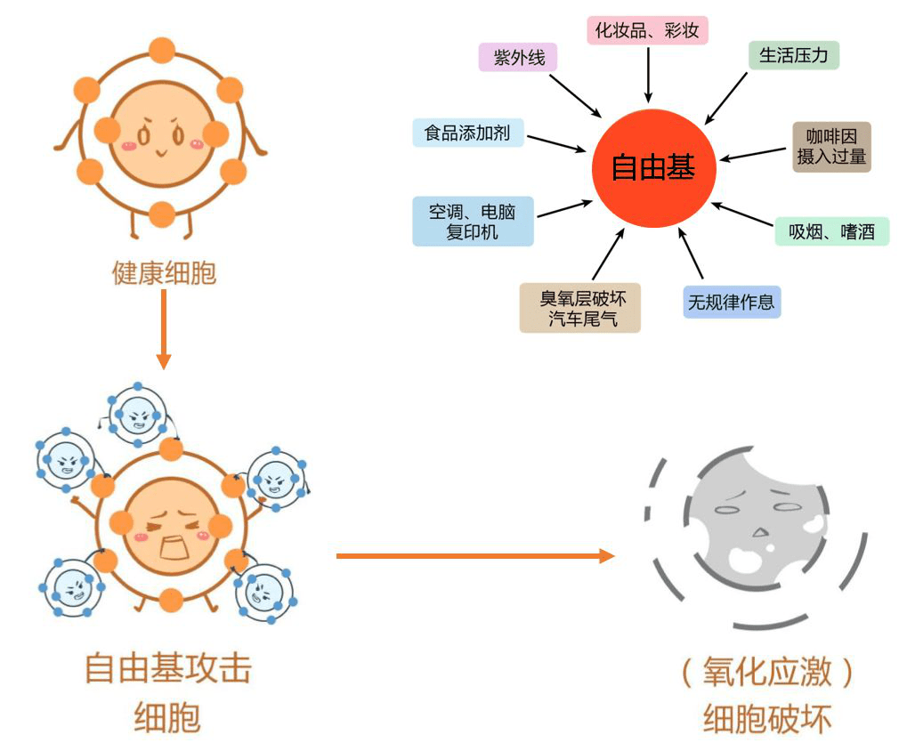 盾保是什么保险_百保盾pro_盾保险柜