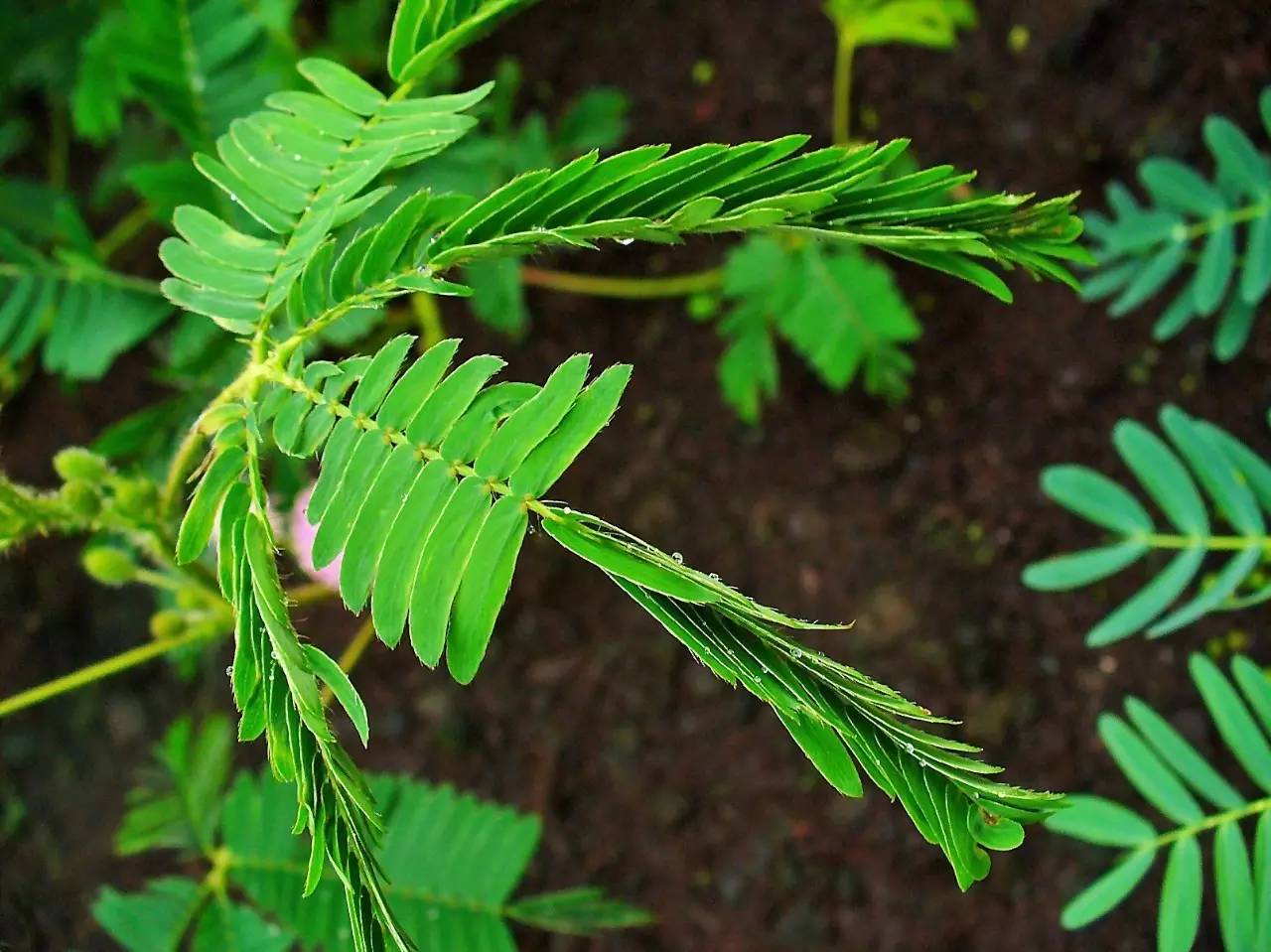 含羞草人类研究所_含羞草人类研究所_含羞草人类研究所