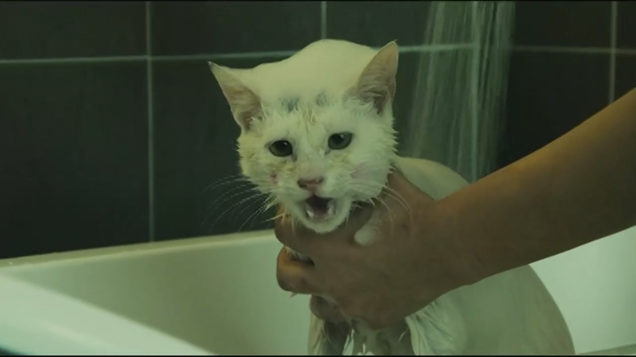 猫狗影院电视剧_猫狗影院综艺_猫狗影院