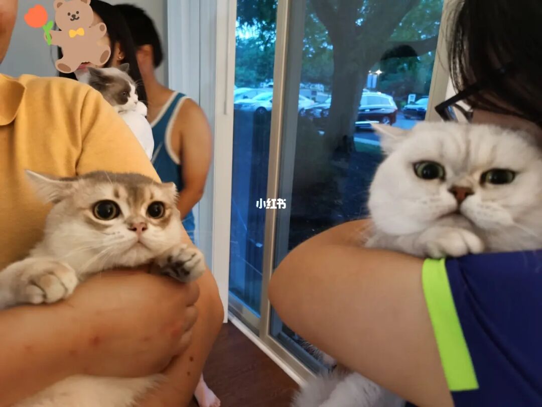 金杰猫_猫金杰猫_会说话的金杰猫2