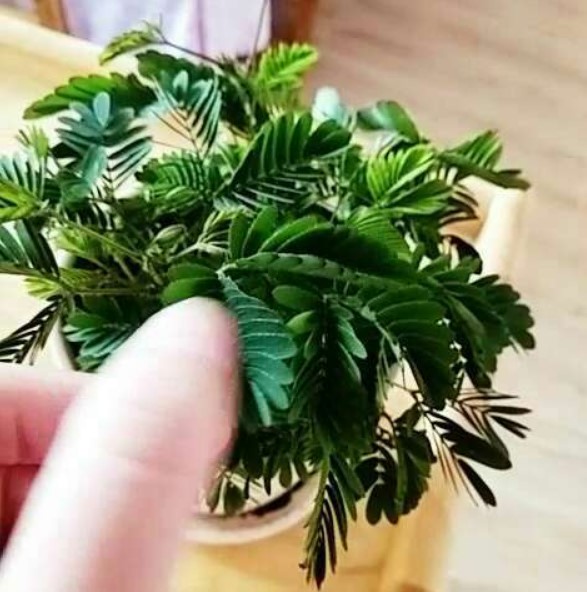 含羞草实验所入口免费所有下_含羞草实验所入口免费所有下_含羞草实验所入口免费所有下