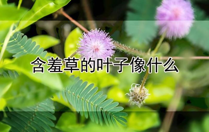 含羞草实验所入口免费所有下_含羞草实验所入口免费所有下_含羞草实验所入口免费所有下