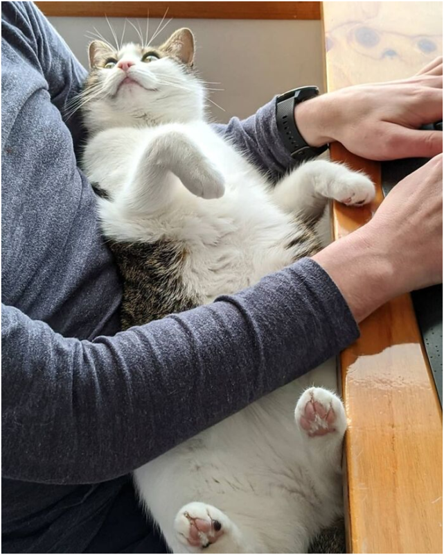 猫和老鼠_我和我的猫_猫屎咖啡的猫是什么猫