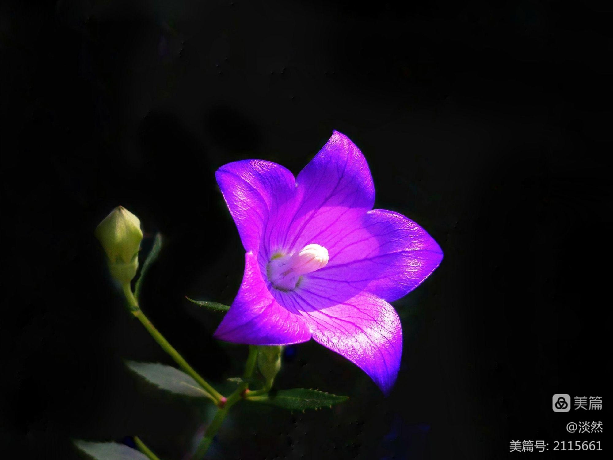 加查薰衣草_薰衣草加查俱乐部破解版_薰衣草加查下载