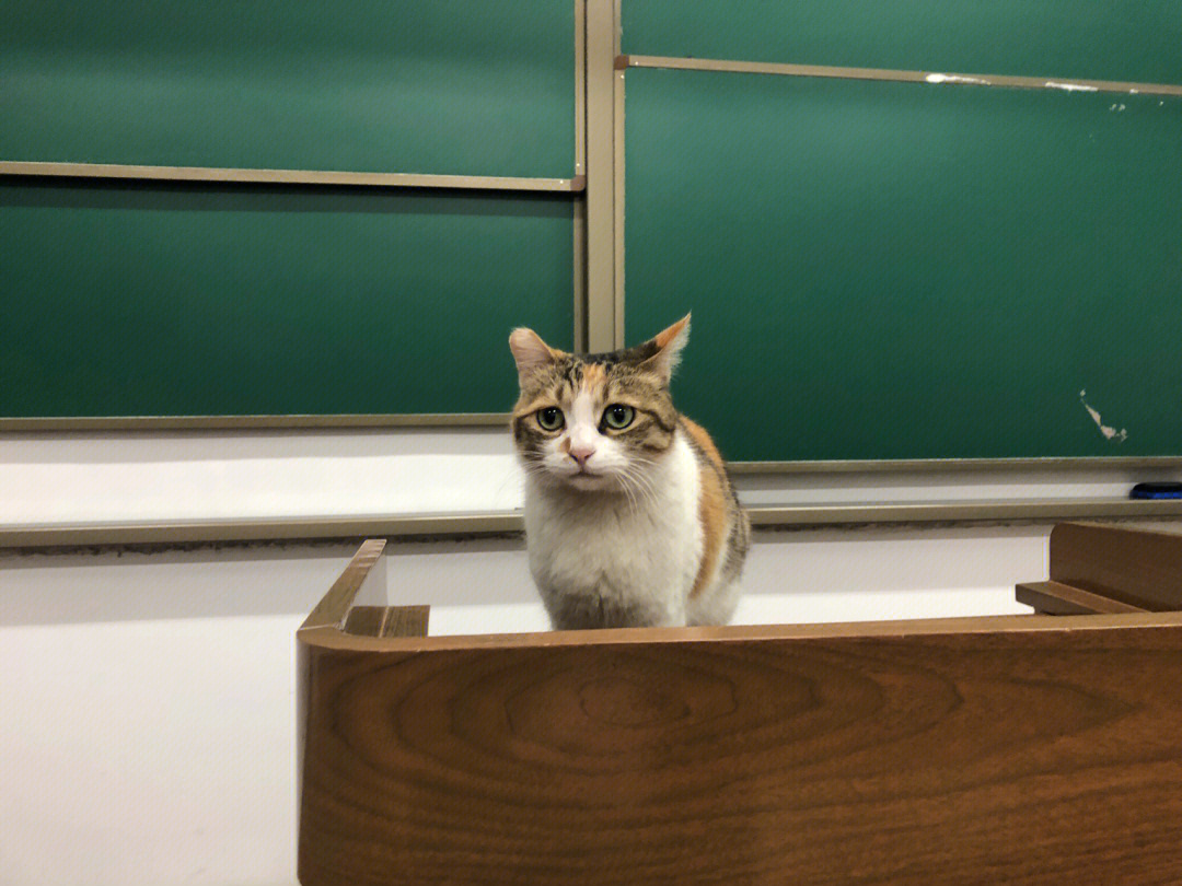 猫语翻译器_猫语翻译器_猫语翻译器