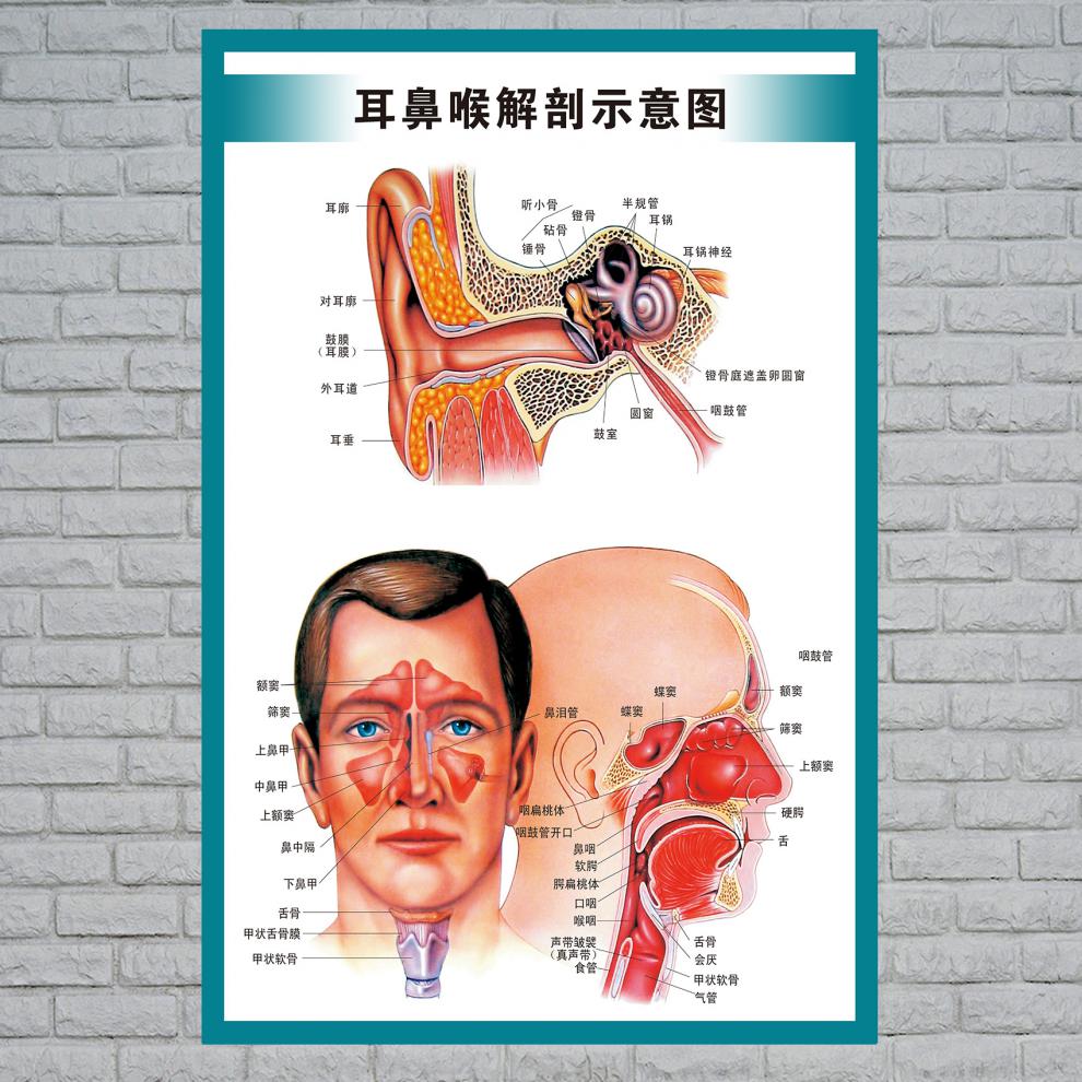 耳朵细窄无耳垂_耳眼太细怎么办_细耳美饰