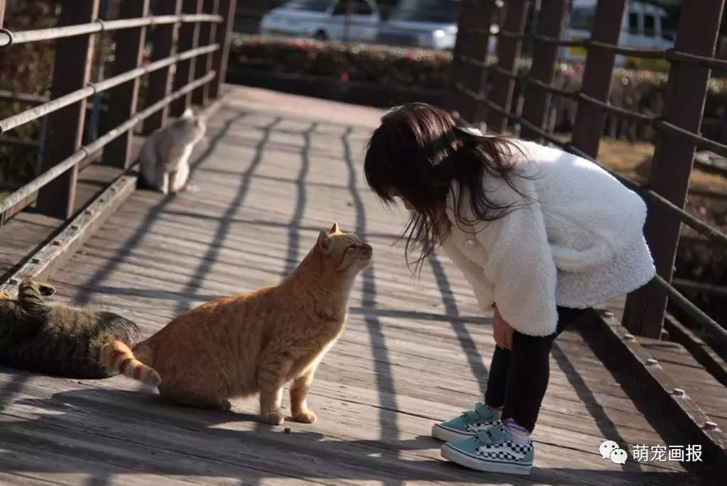 游戏小猫手机里怎么玩_手机里的小猫游戏游戏_小猫游戏在哪