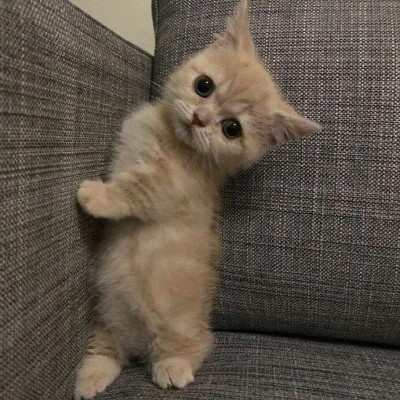 小猫头像微信图片大全_微信头像图片小猫_小猫头像微信头像
