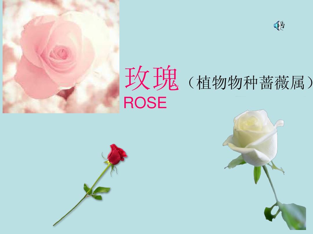 花语程行5季预告_花语程行人物图片_花语程行3