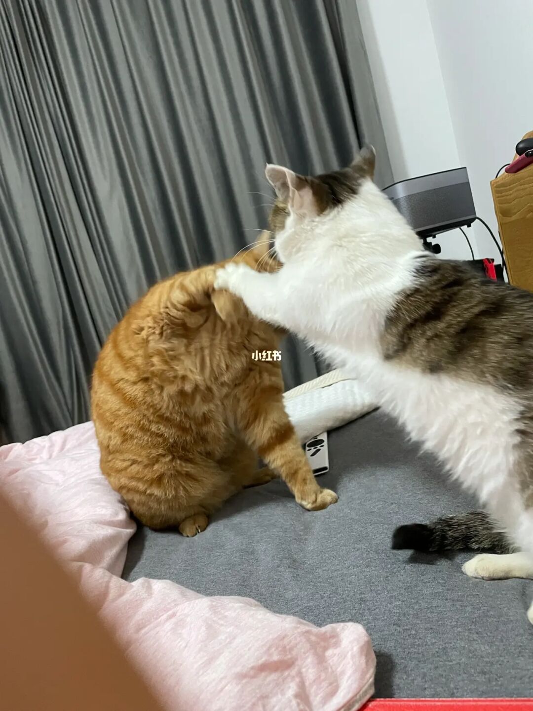 猫猫打手机游戏叫什么_猫打游戏_手机打猫猫游戏