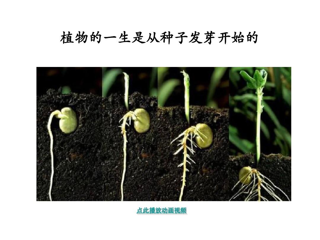 千草_千草贵子_千草妍