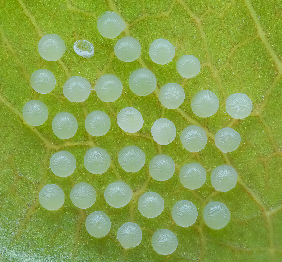 菊虫酯中毒_菊虫化石图片_於菊虫