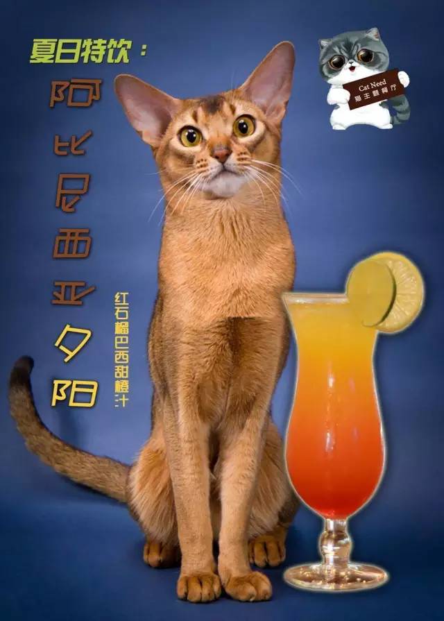 猫的视角的游戏_视角猫咪手机游戏推荐_手机猫咪视角游戏