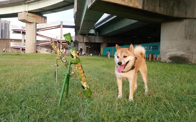 手机宠物捕捉游戏大全免费_捕捉宠物的手机游戏有哪些_捕捉宠物大全免费手机游戏软件