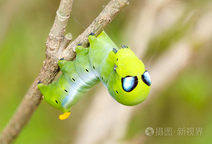 ios昆虫游戏_苹果手机昆虫游戏_ipad昆虫游戏
