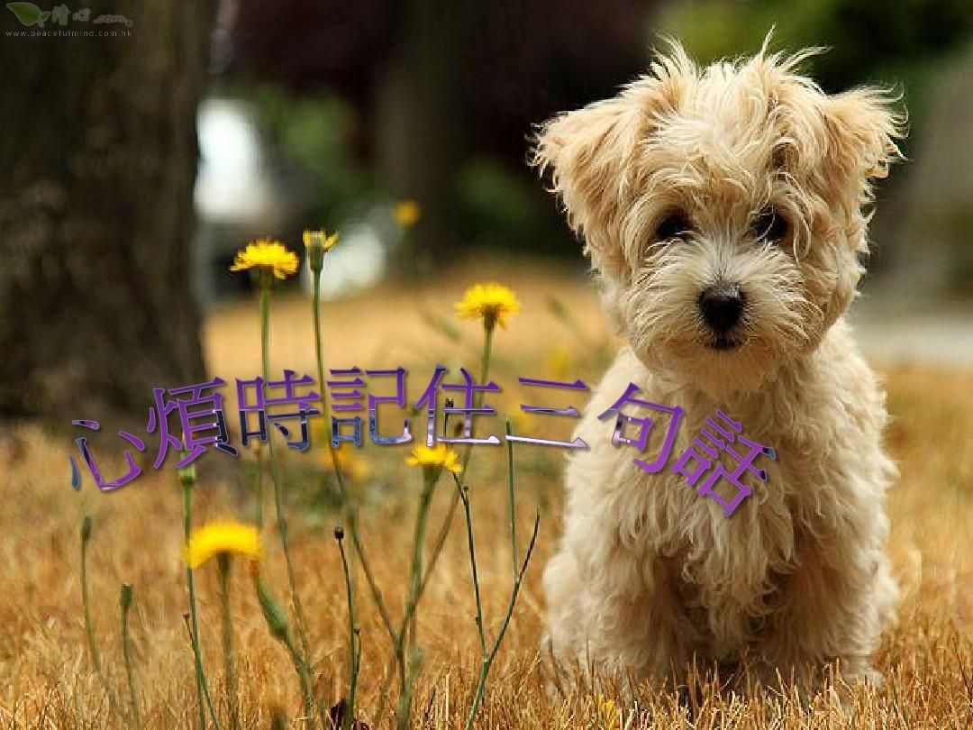 charlotte友利奈绪_友奈利绪表情包_友利奈绪是