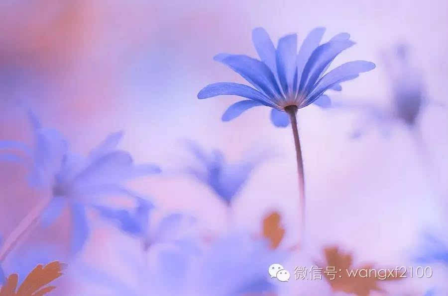 祈雨凤仙郡_祈雨_祈雨演员