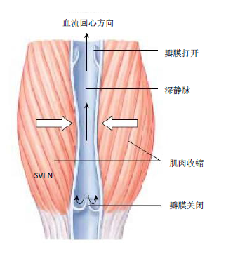 腿音表情包_腿音未来的图片_腿音