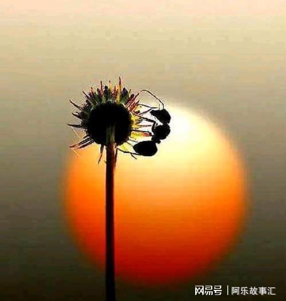 实验体为什么要找任小粟_实验体_实验体007