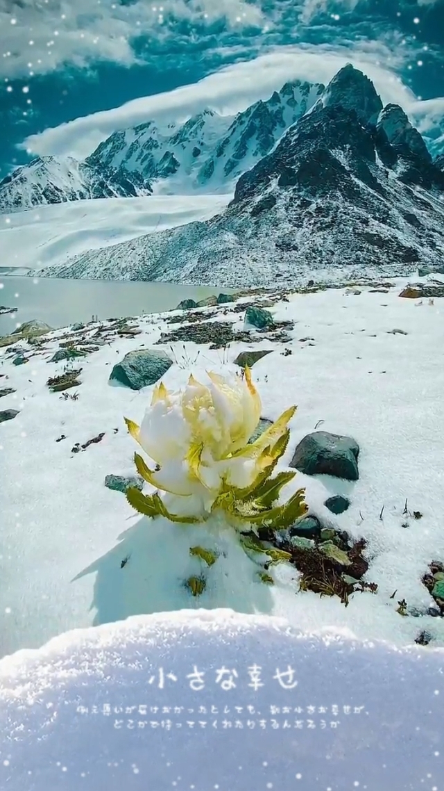 东雪莲吧_东方雪莲华_东方雪莲龙虎门